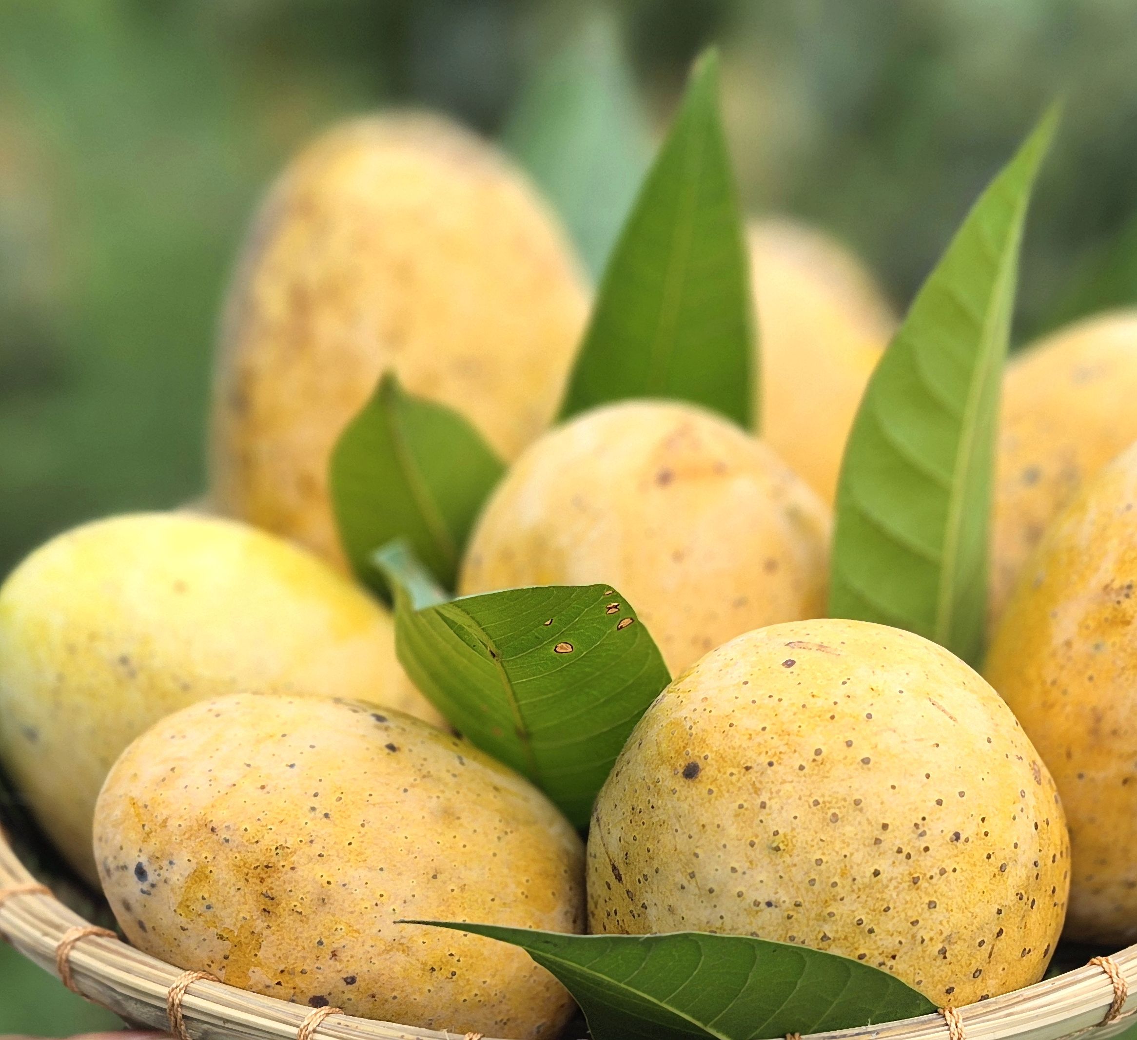 আমরুপালি - Image 2