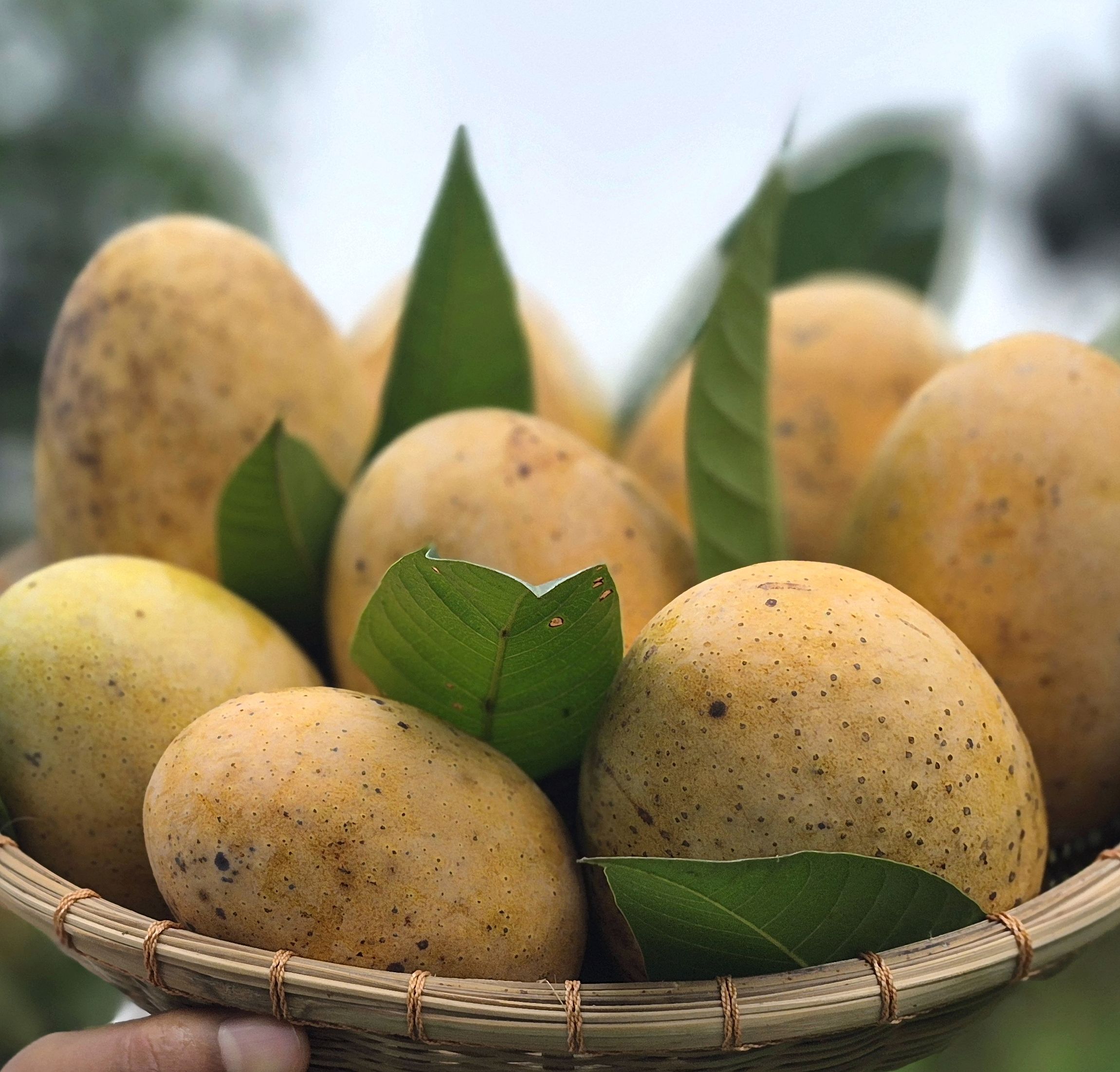আমরুপালি - Image 3