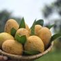 আমসত্ত্ব