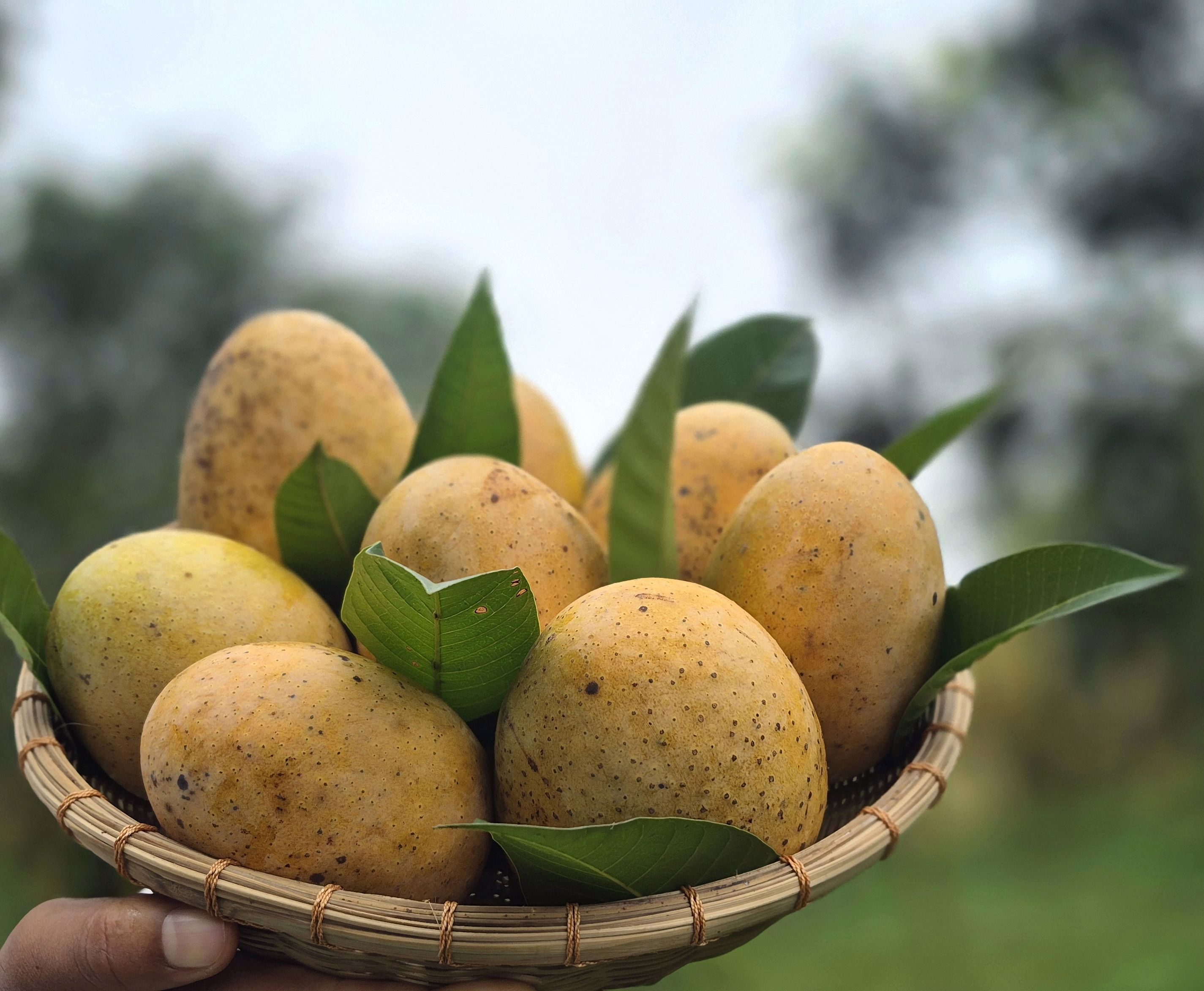 আমরুপালি