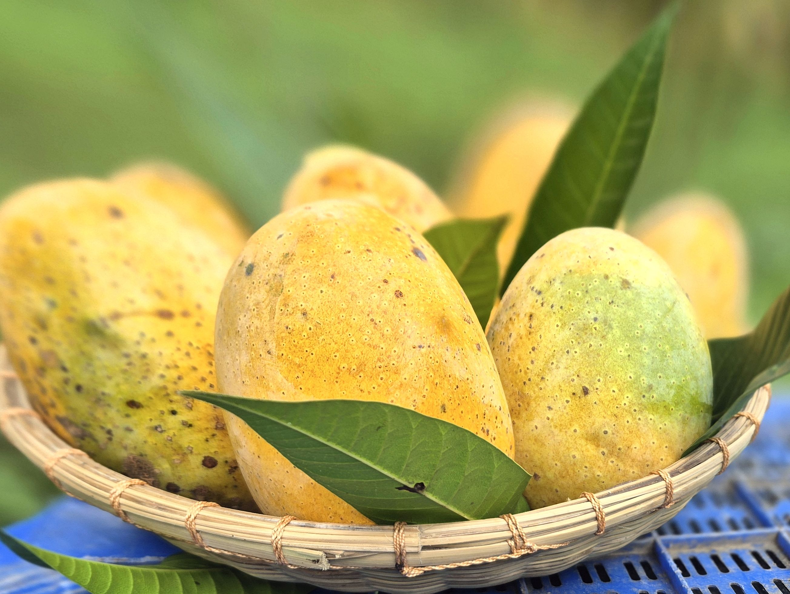 কাটিমন - Image 4